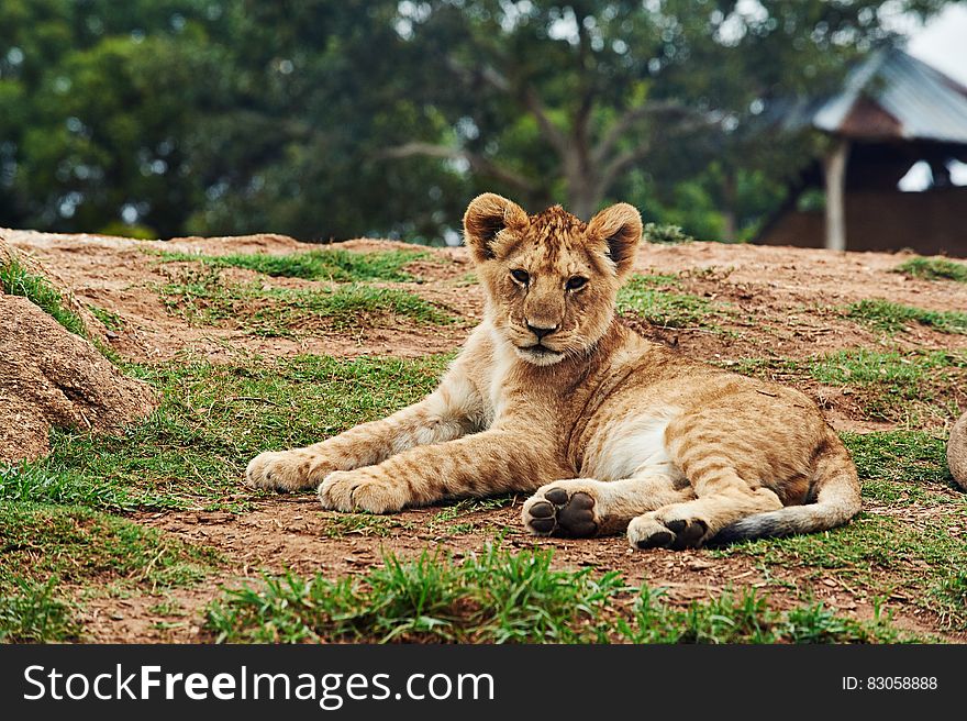 Lion Cub Lying On Ground