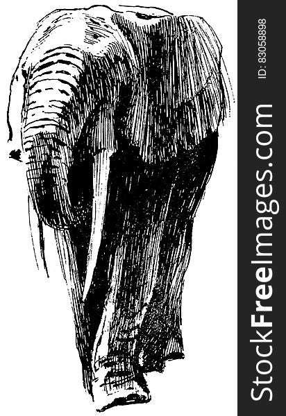 Elephant-005-AP