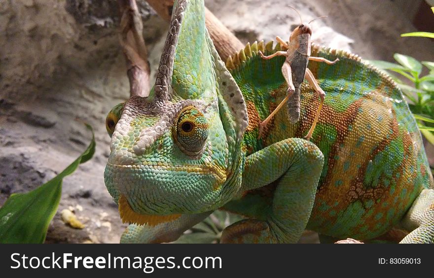 Green Brown and Yellow Cameleon
