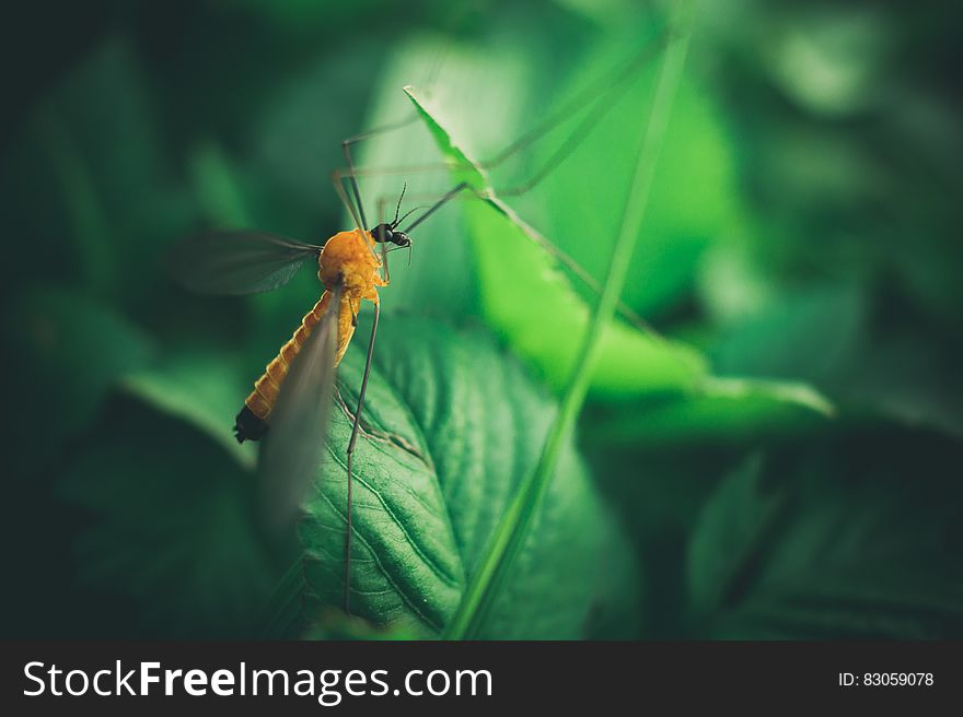 Shallow Focus Photography Of Yellow Mosquito