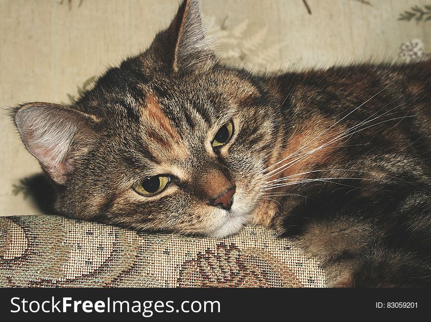 Portrait Of Calico Cat