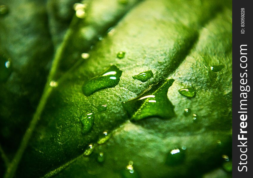 Close Up Photo a Water Moist Green Leaf