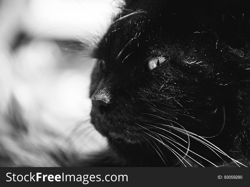 Black Long Coat Cat Grayscale Photography