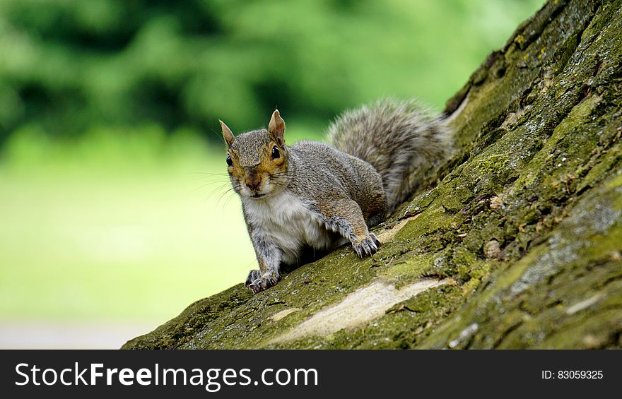 Grey Squirrel on Wooden Trunk during Daytime