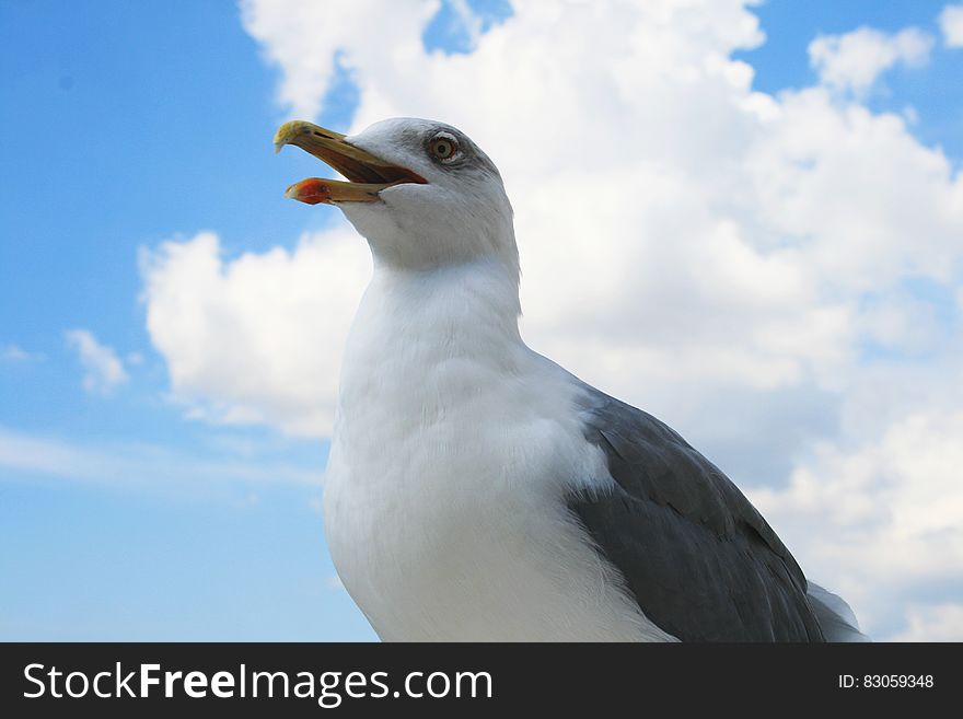 Close up portrait of seagull against blue skies. Close up portrait of seagull against blue skies.