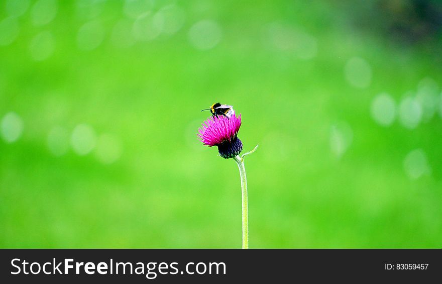 Black Insect on Pink Flower