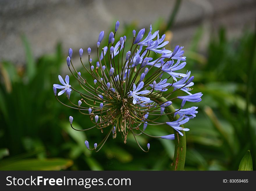 Purple Petal Flower