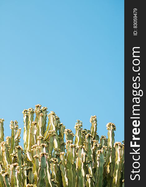 Cacti Plants and Blue Sky