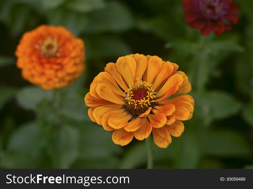 Orange Flower