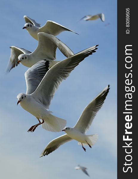 Flock of Seagulls Flying during Daytime