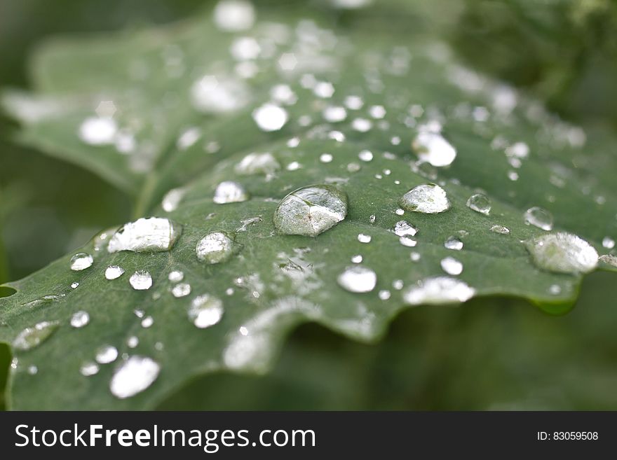 Closeup with selective focus on raindrops on a large green leaf with blurred green background. Closeup with selective focus on raindrops on a large green leaf with blurred green background.