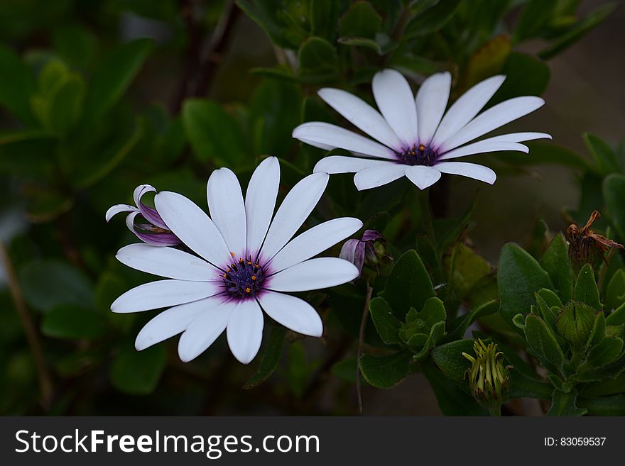 White And Purple Multi Petaled Flower