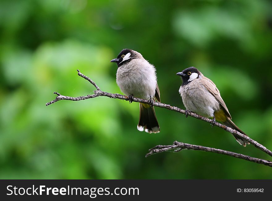 White and Black Birds Piercing on Tree Branch