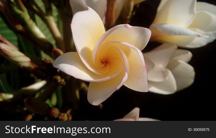 White Petal Flower