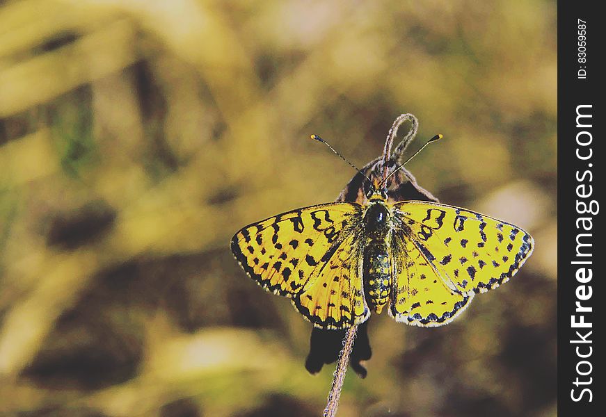 Yellow and Black Butterfly