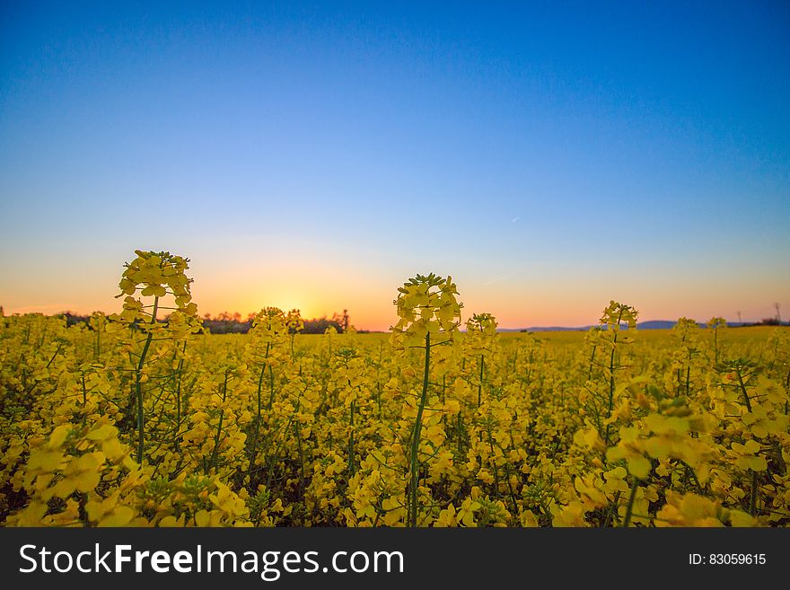 Landscape Photography of Yellow Flower Field Under Blue Sky during Daytime