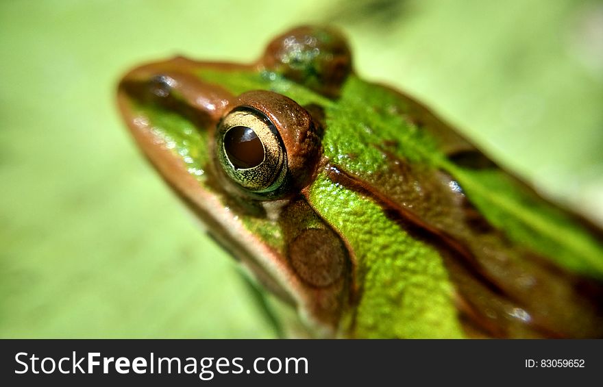 Green and Brown Frog