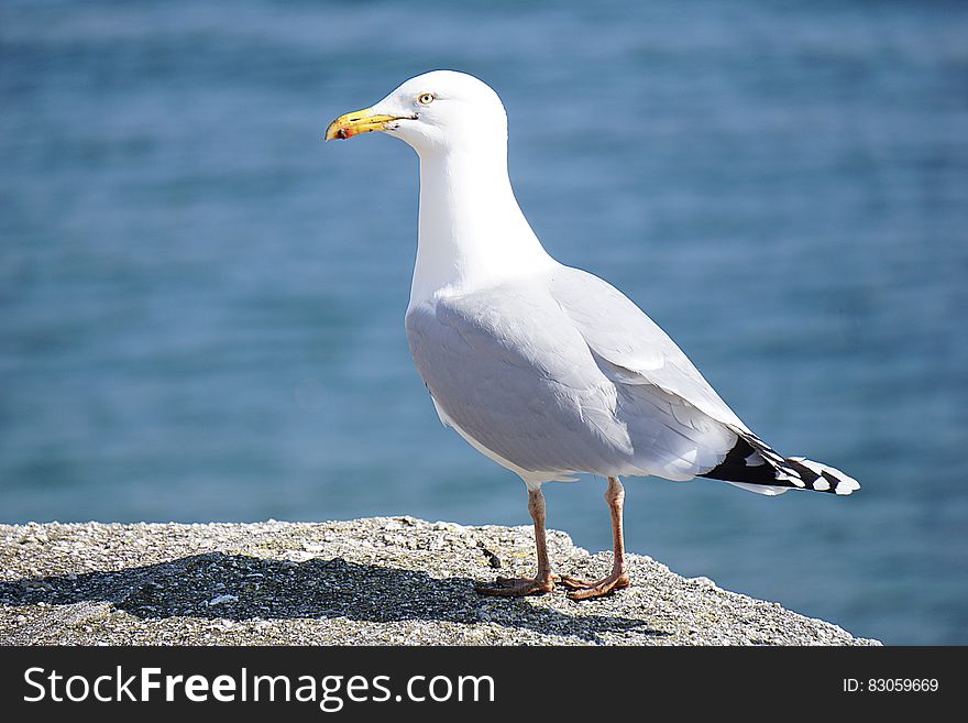 Portrait of seagull standing on rock by water on sunny day. Portrait of seagull standing on rock by water on sunny day.