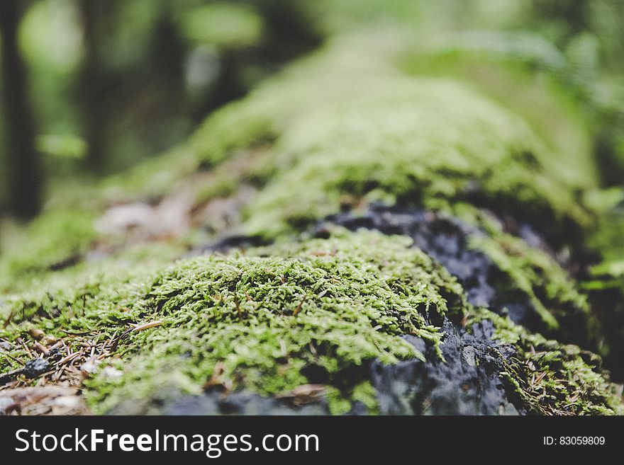 A close up of mossy surface in forest. A close up of mossy surface in forest.