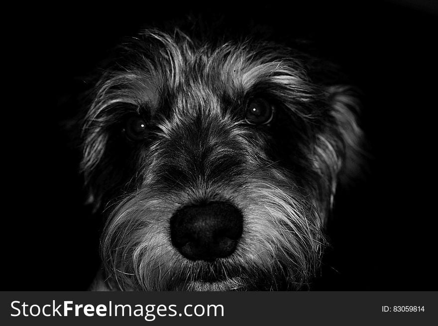 A close up portrait of a dog in black and white. A close up portrait of a dog in black and white.