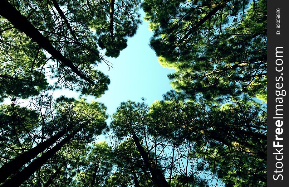 Tree tops against blue skies