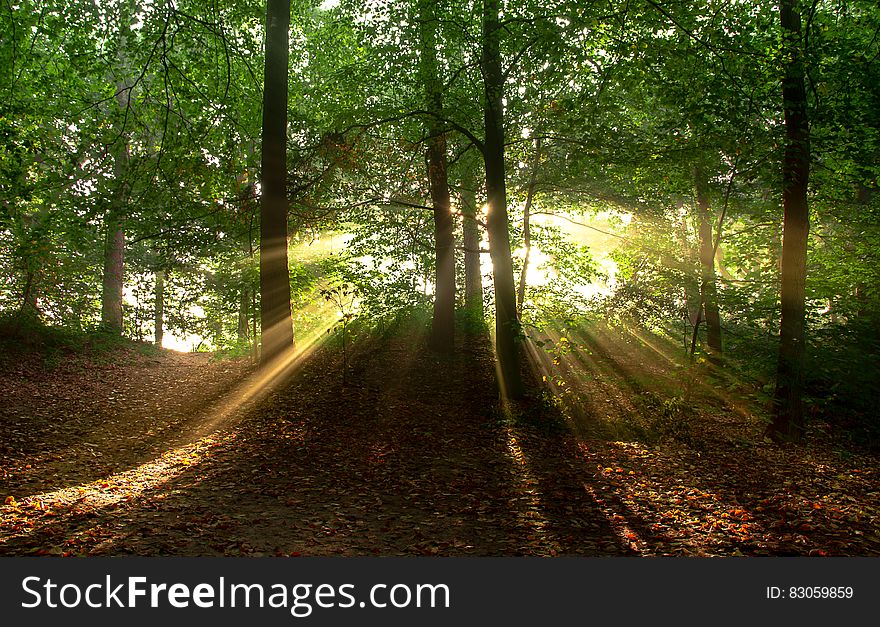 Sunbeams through leafy trees in forest. Sunbeams through leafy trees in forest.