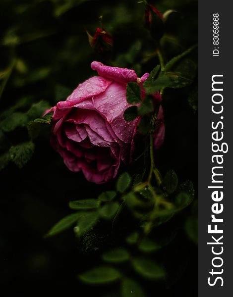 Selective Focus Photography of Pink Rose