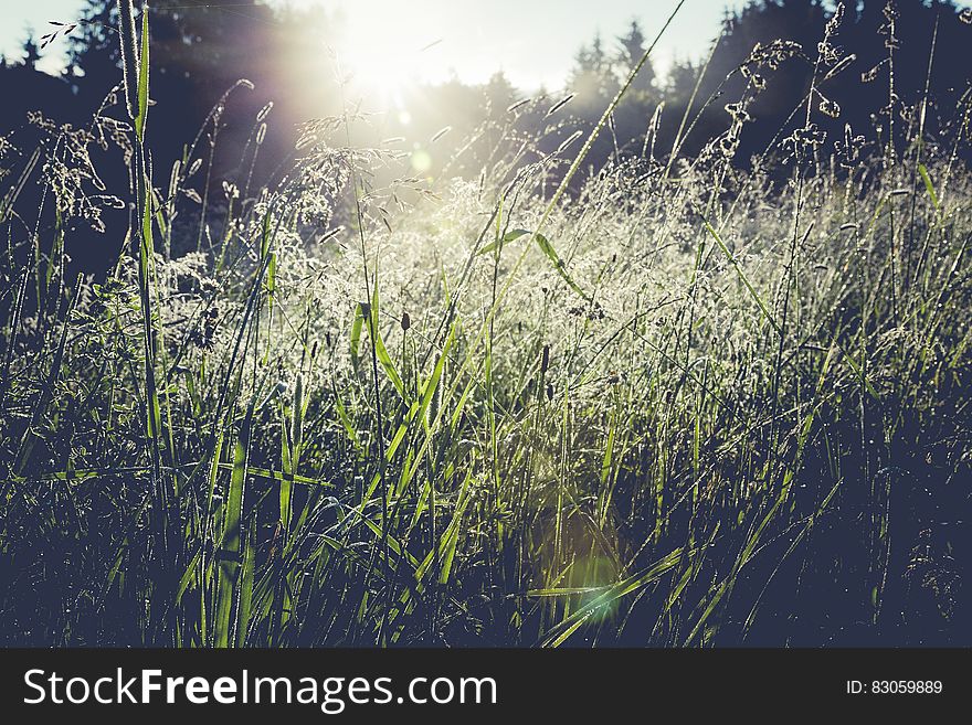 Green Grass Field Near Trees at Daytime