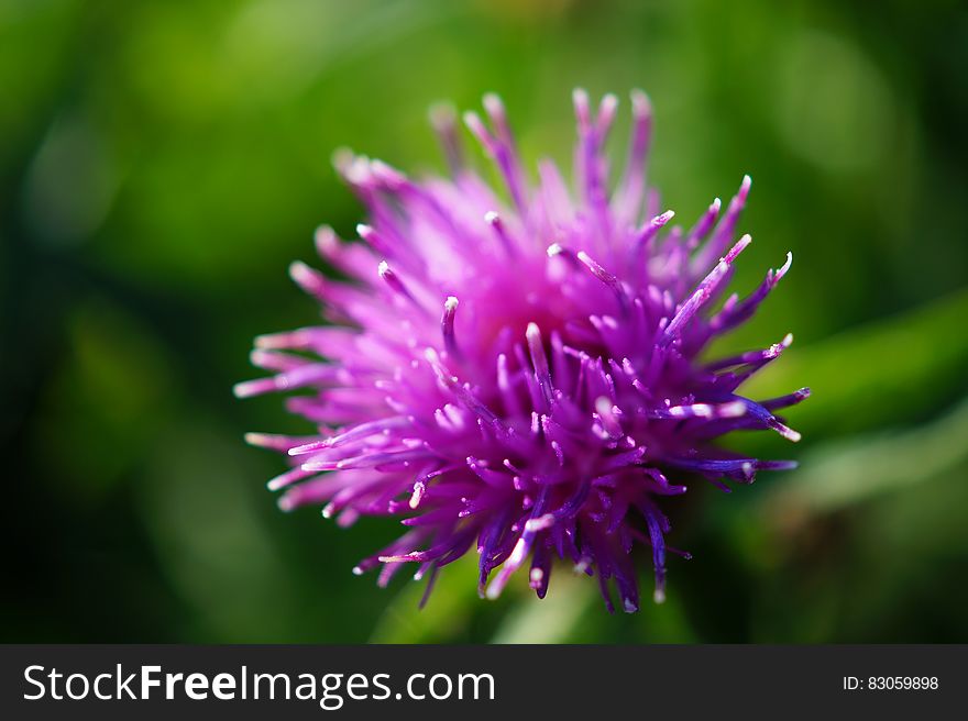 Purple Flower in Macro Lens Photography