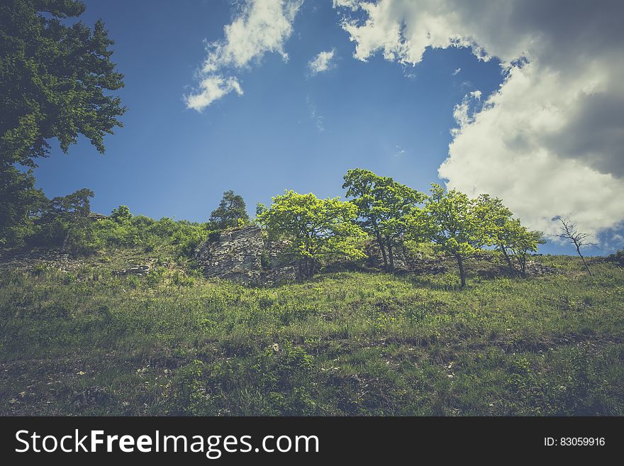 Green Leaved Trees on Hillside during Daytime