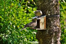 Free Brown And Beige Short Beak Claw Foot Bird On Bird House Stock Image - 83063141