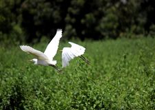 Free Egrets Above Wetland Royalty Free Stock Images - 83065219