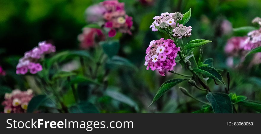 Purple And White Flower