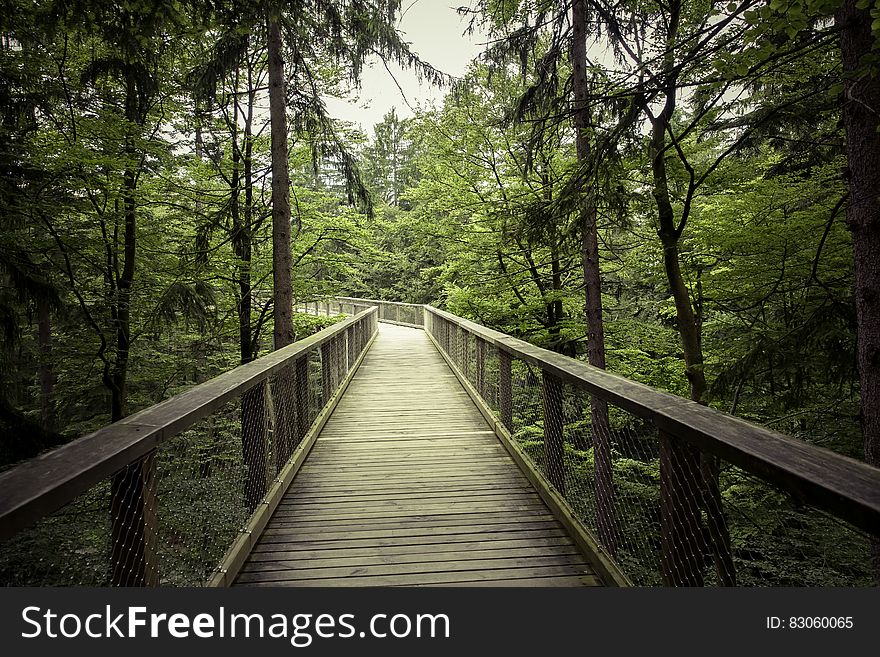 A bridge leading off into the distance in a forest. A bridge leading off into the distance in a forest.