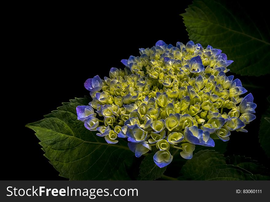 Blue and yellow petals on blossom with green leaves. Blue and yellow petals on blossom with green leaves.