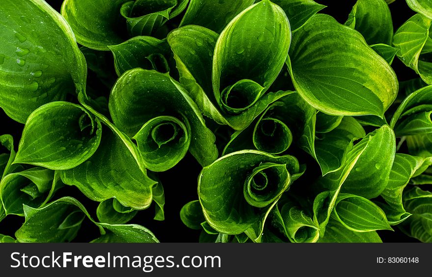 Close up of water on curled green leaves in sunlight. Close up of water on curled green leaves in sunlight.