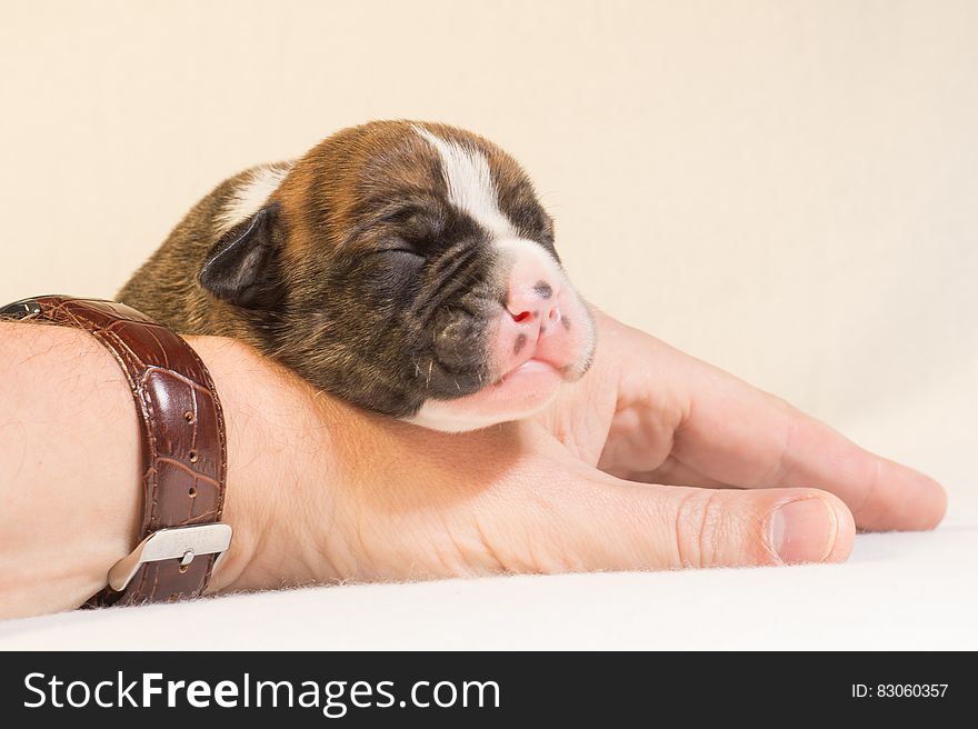 Small puppy with eyes closed resting face on man's hand with wristwatch. Small puppy with eyes closed resting face on man's hand with wristwatch.