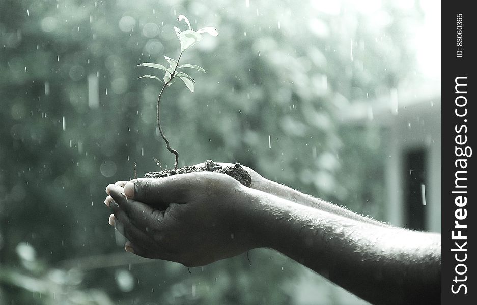 Plant on Hand during Rainy Day