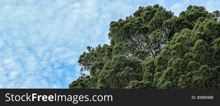 Green leafy tree top against blue skies with white clouds in panorama. Green leafy tree top against blue skies with white clouds in panorama.