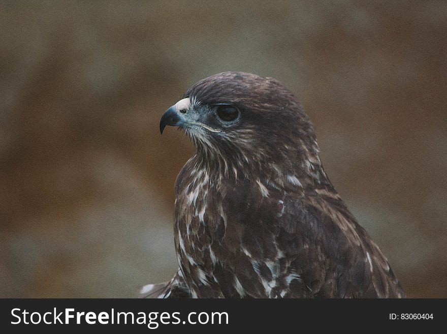 Profile of brown hawk