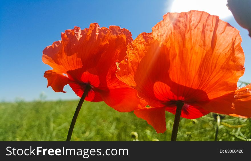 Close Up Photo Of Orange Petaled Flower