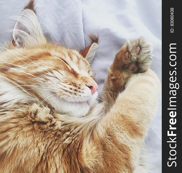 Orange Tabby Cat On White Fabric Bed Cover