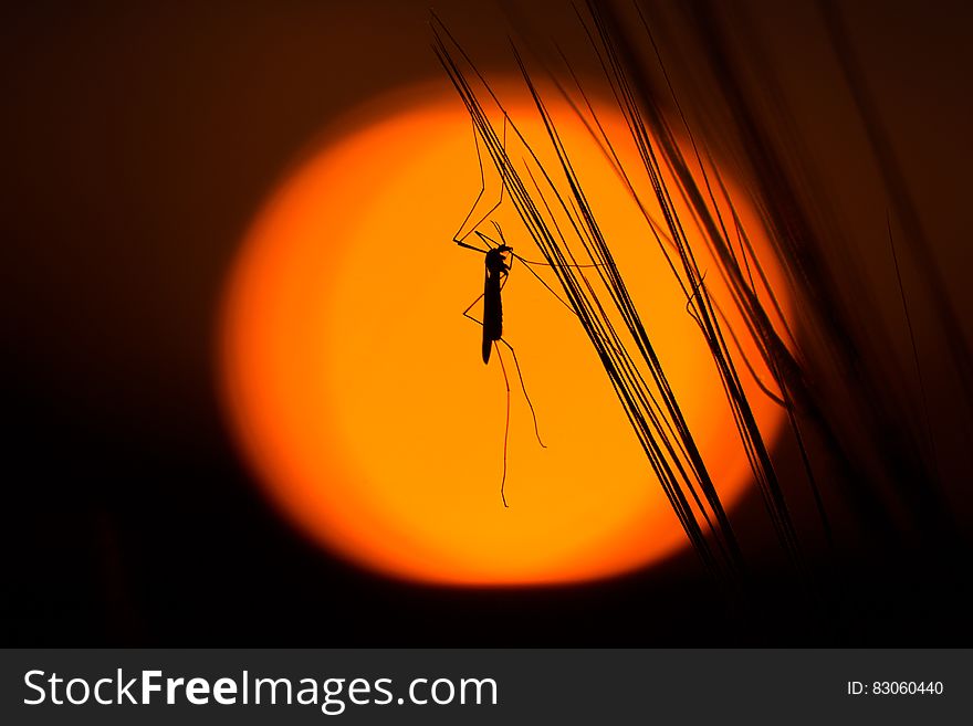 Silhouette of grasshopper on strands against orange. Silhouette of grasshopper on strands against orange.