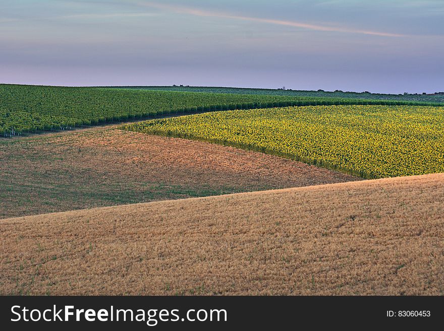 Green Field During Daytime