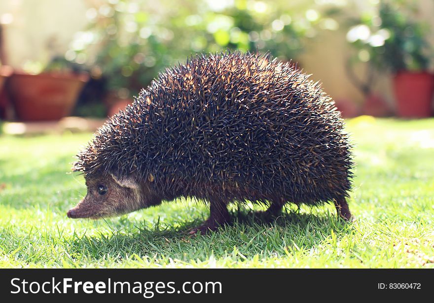 Side view of hedgehog walking over grass in garden.