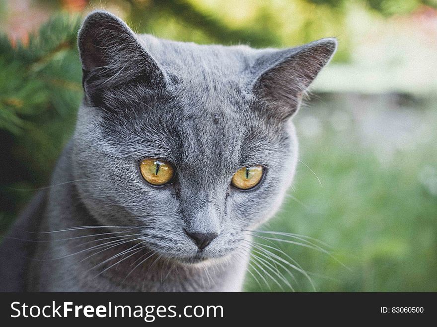 Russian Blue Cat