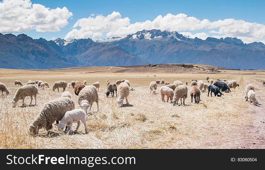 Flock of sheep grazing in field with mountains against blue skies on sunny day. Flock of sheep grazing in field with mountains against blue skies on sunny day.