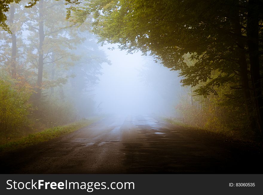Fog on country road lined with autumn trees in early fall morning.