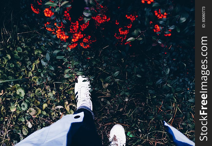 Person in White Sneakers on Green Grass Near Flowering Shrub