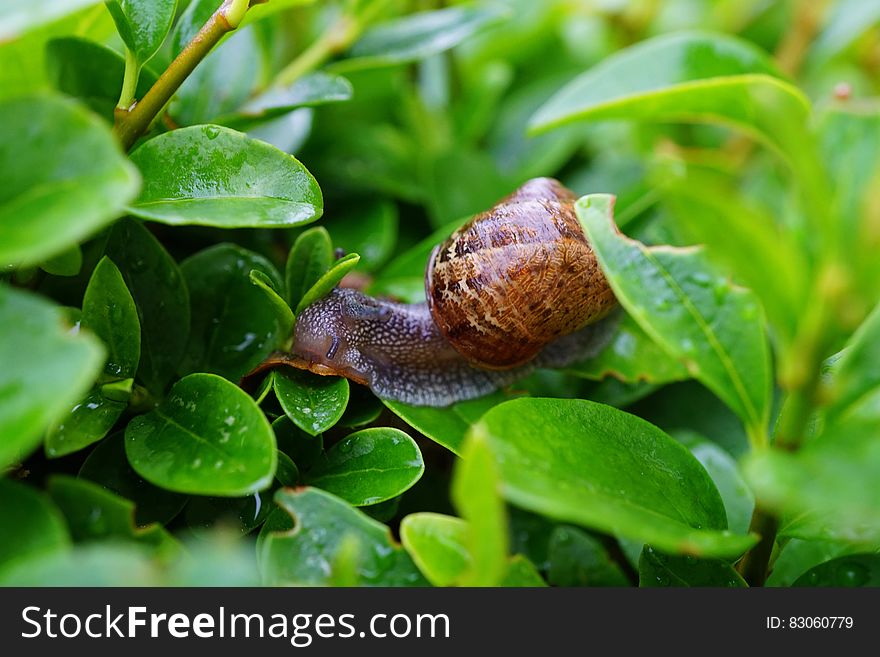 Snail on Green Leaf in Close Up Photography